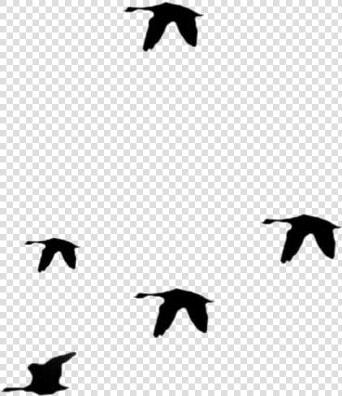 Birds Flying Away Png Transparent Images  Png DownloadTransparent PNG