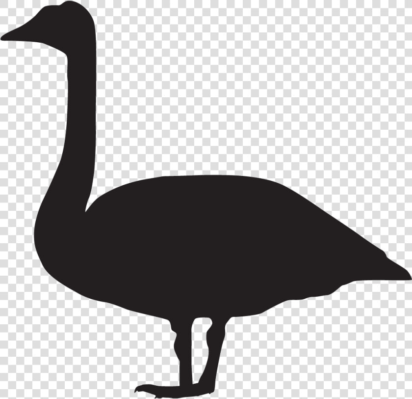 Transparent Birdhouse Clipart Black And White   Trumpeter Swan Silhouette  HD Png DownloadTransparent PNG