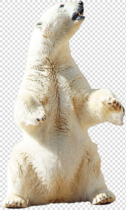 Polar Bear Sitting   Standing Polar Bear Png  Transparent PngTransparent PNG