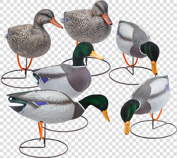 Oversized Field Mallard Decoys With Flocked Heads Six   Mallard  HD Png DownloadTransparent PNG