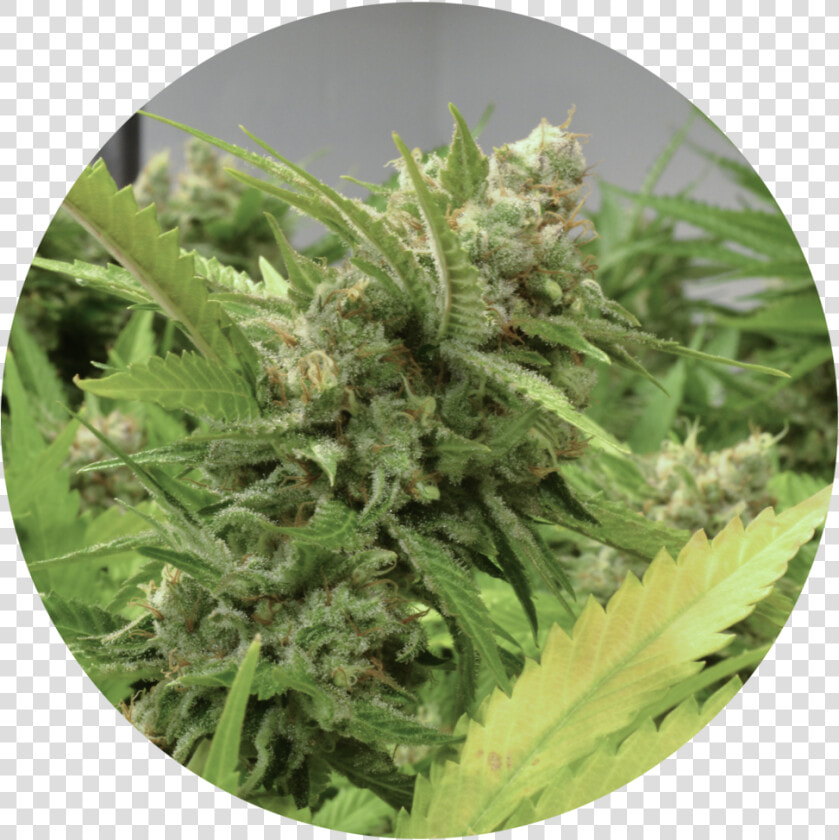 Super Lemon Haze 109   Fern  HD Png DownloadTransparent PNG