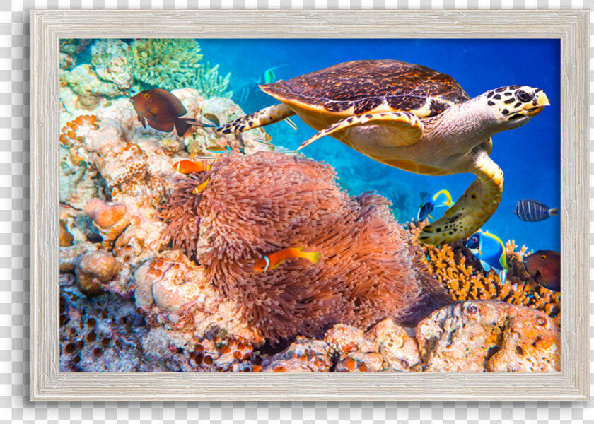 Coral Reef Hawksbill Sea Turtles  HD Png DownloadTransparent PNG