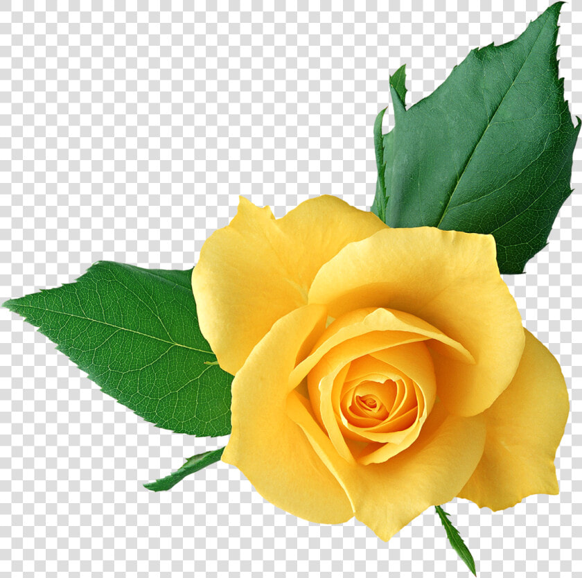 Yellow Rose Clipart Png Picture Freeuse Yellow Rose   Png Format Flower Transparent Background Png  Png DownloadTransparent PNG