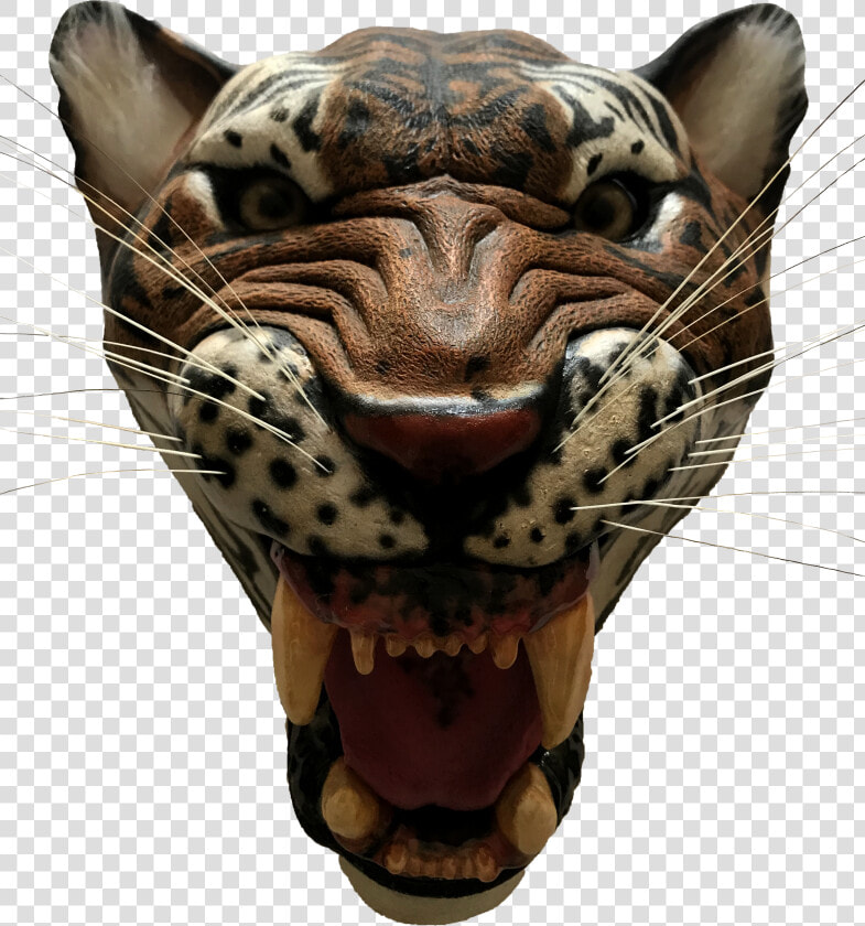 Transparent Saber Tooth Tiger Png   Tiger  Png DownloadTransparent PNG