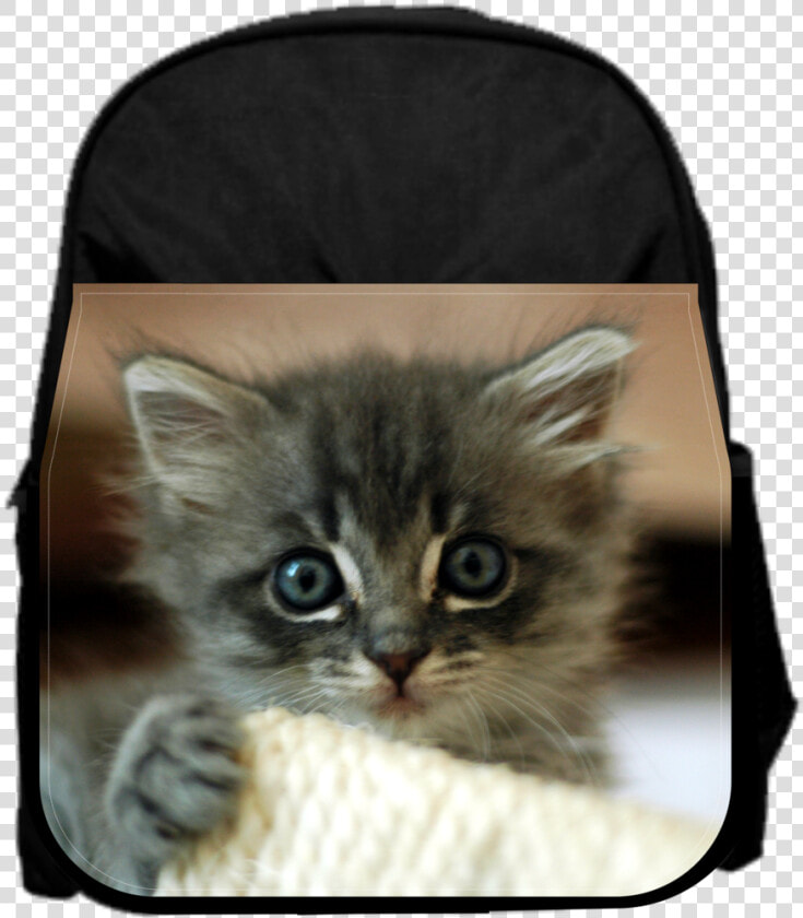 Cute Kitten   Kittens Tampa  HD Png DownloadTransparent PNG