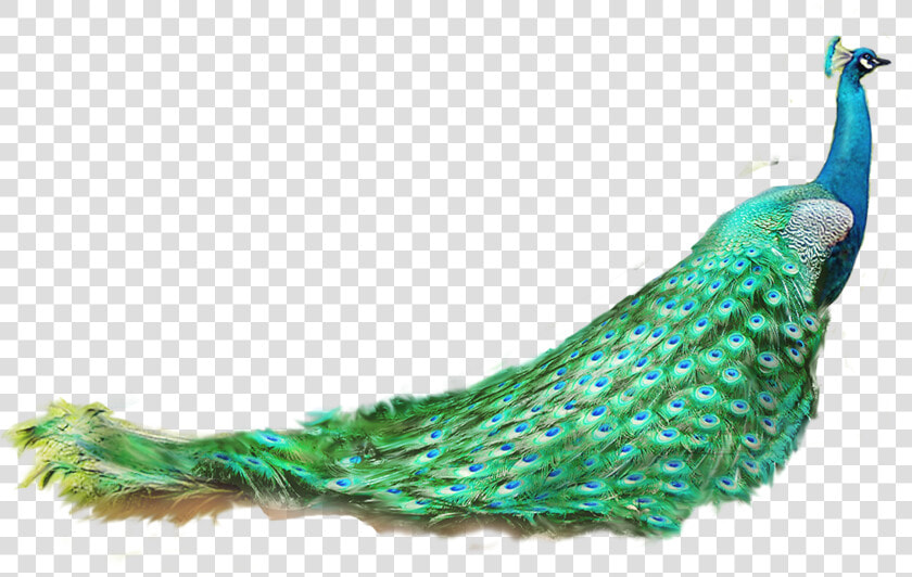 Asiatic Peafowl Feather   Peacock Png  Transparent PngTransparent PNG