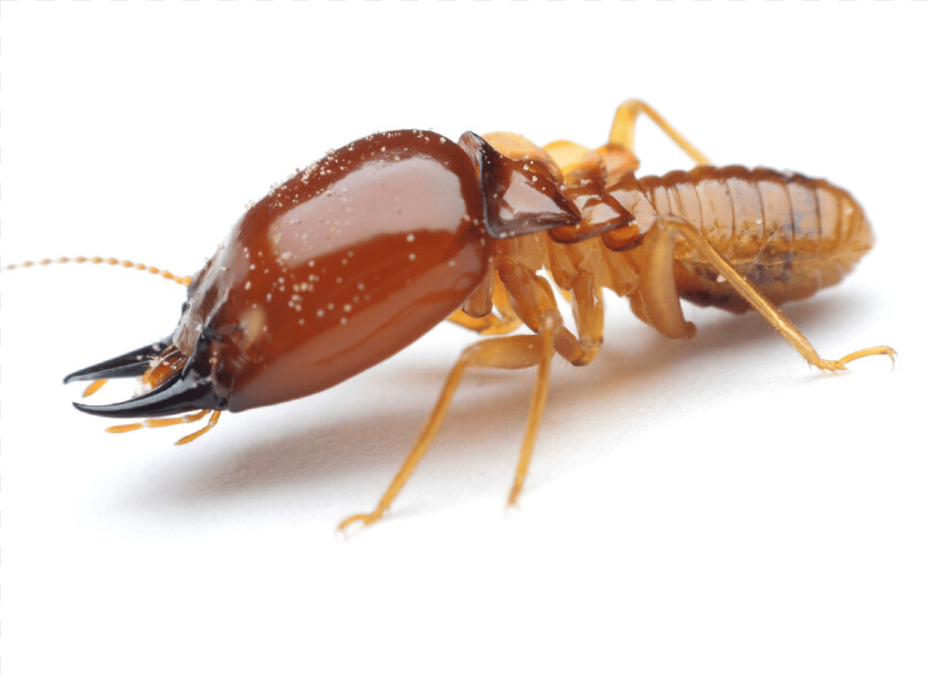 Termite Insect  HD Png DownloadTransparent PNG