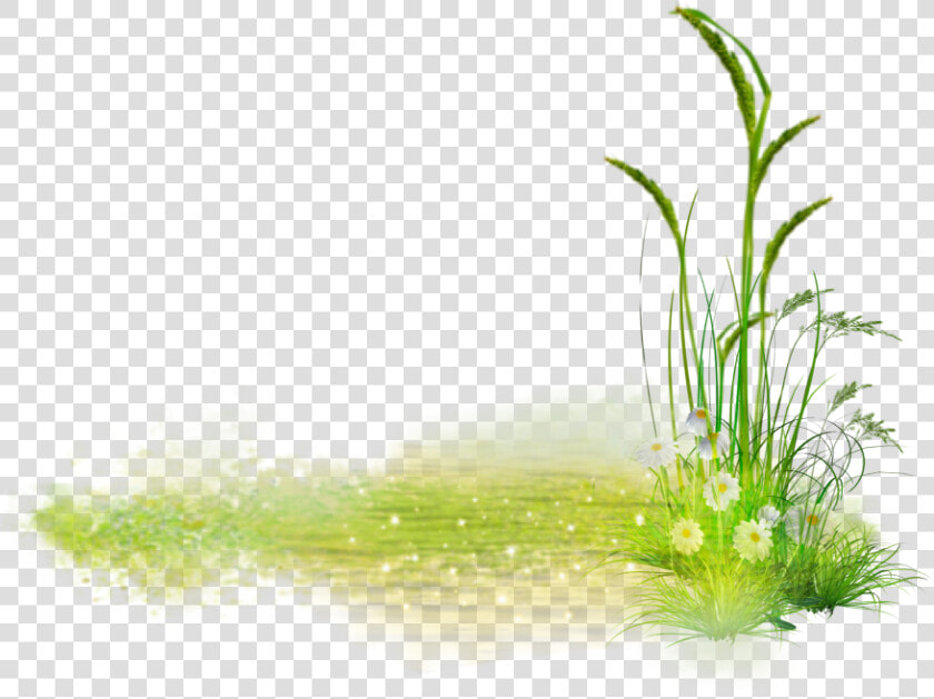  grass  flower  green  whiteflower   Sweet Grass  HD Png DownloadTransparent PNG