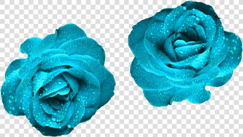 Glowing Blue Roses Blue Color Roses Png Png Nature   Rose Blue Color Flowers  Transparent PngTransparent PNG