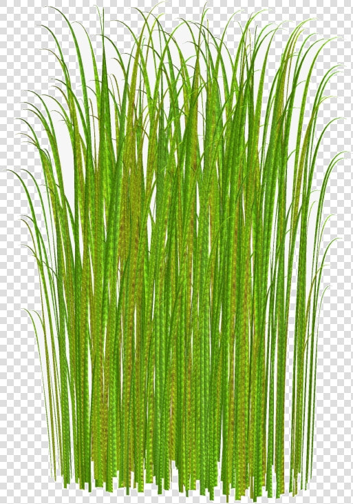 Grass Clipart Transparent Tall No Background Free Png   Grass Clipart  Png DownloadTransparent PNG