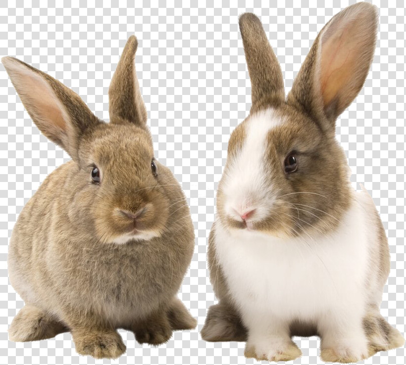 Rabbit Picture Arts   Transparent Background Rabbit Png  Png DownloadTransparent PNG