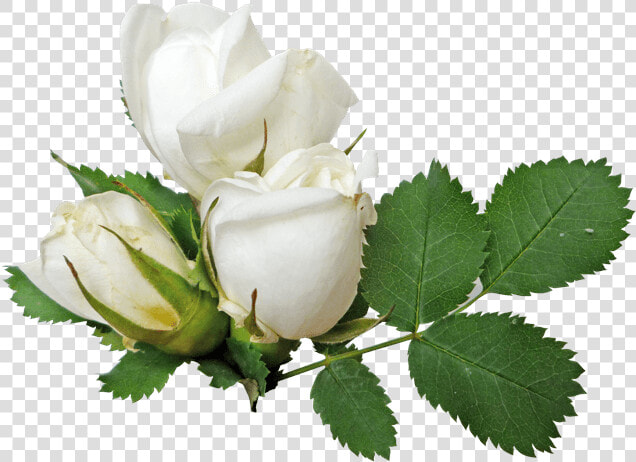 White Rose Png No Background   White Roses Transparent Background  Png DownloadTransparent PNG