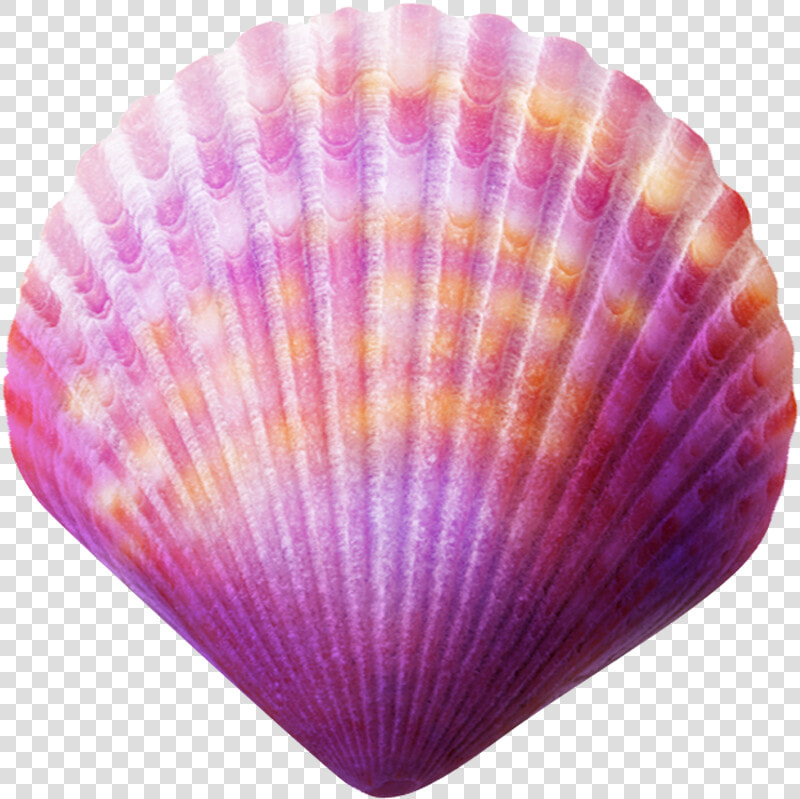 Seashell Purple Clip Art   Sea Shell Png  Transparent PngTransparent PNG