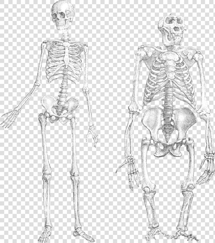 Chimpanzee Vs Human Skeleton  HD Png DownloadTransparent PNG