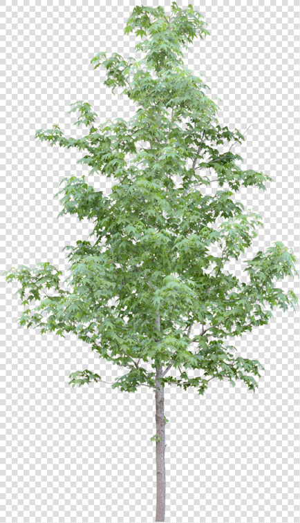 Tubes Arbres Et Verdures Trees Pinterest Photoshop   Tree Transparent Photoshop  HD Png DownloadTransparent PNG