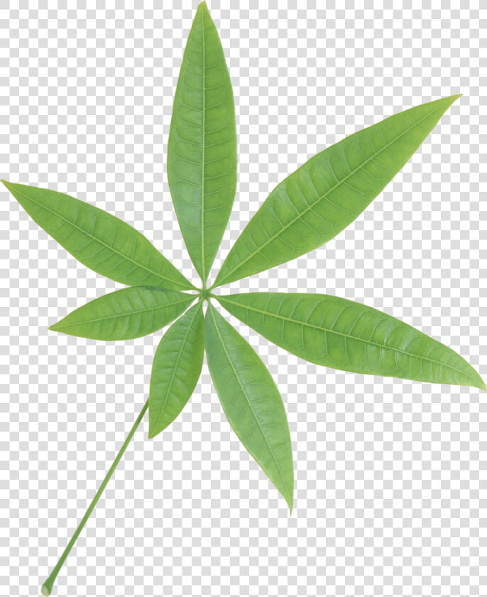 Green Leaf Png   Single Green Leaf Transparent Background  Png DownloadTransparent PNG