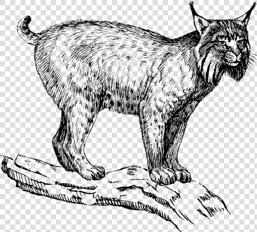 Wild Cat carnivoran dog Like Mammal   Lynx Clip Art  HD Png DownloadTransparent PNG