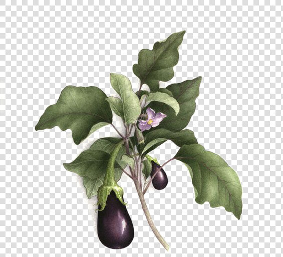 Picture Royalty Free Library Plum Drawing Botanical   Aubergine Botanical Illustration  HD Png DownloadTransparent PNG