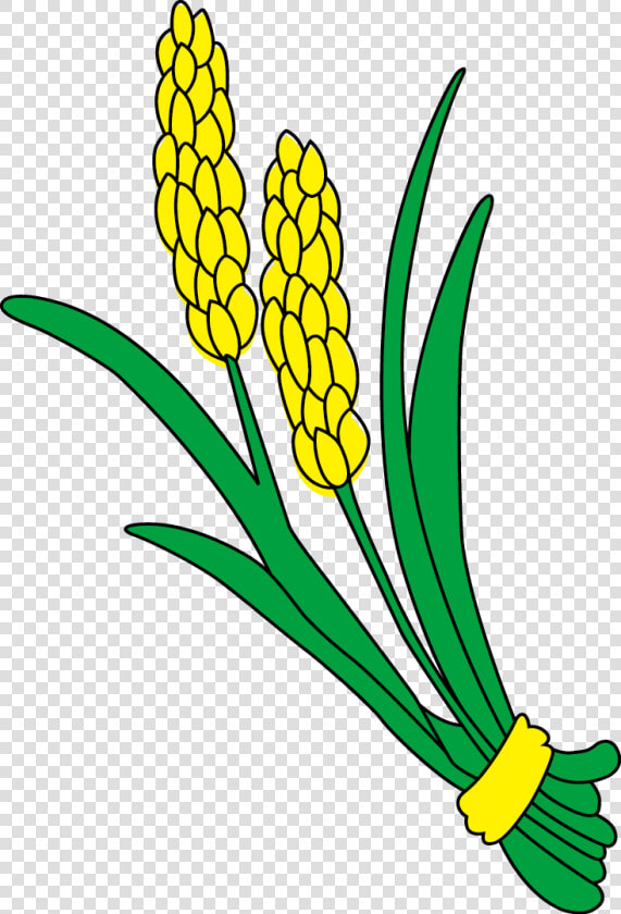 Rice Gadu Paddy Field Gratis   Rice Straw Clipart  HD Png DownloadTransparent PNG