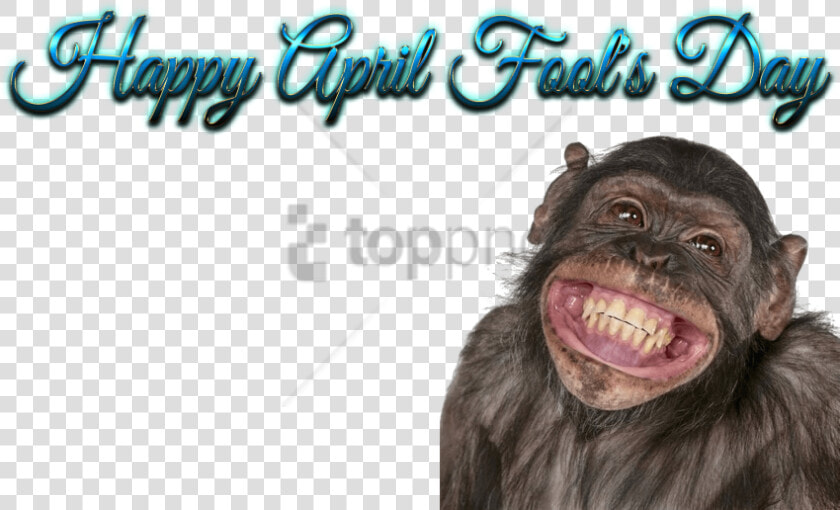 Funny Mouth Png   Happy Birthday To You Funny  Transparent PngTransparent PNG