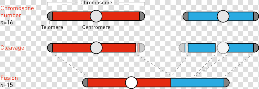 Fusing Yeast Chromosomes   Fusion Of Two Chromosomes  HD Png DownloadTransparent PNG