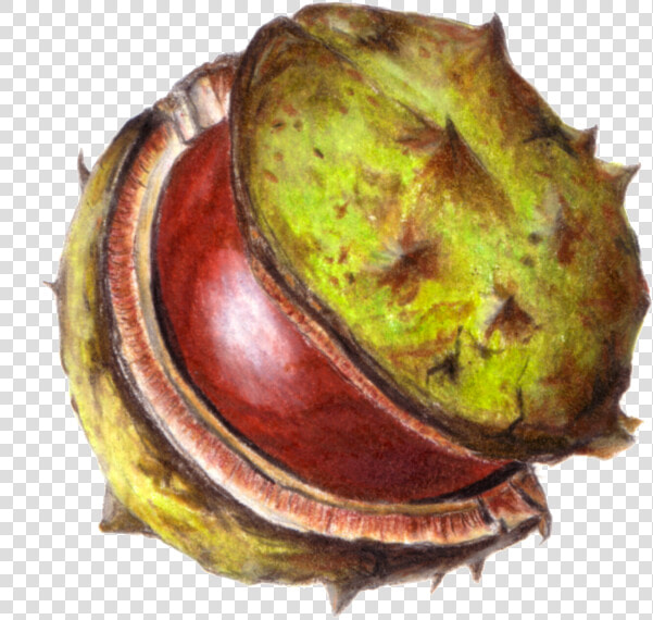 Conker Png  Transparent PngTransparent PNG