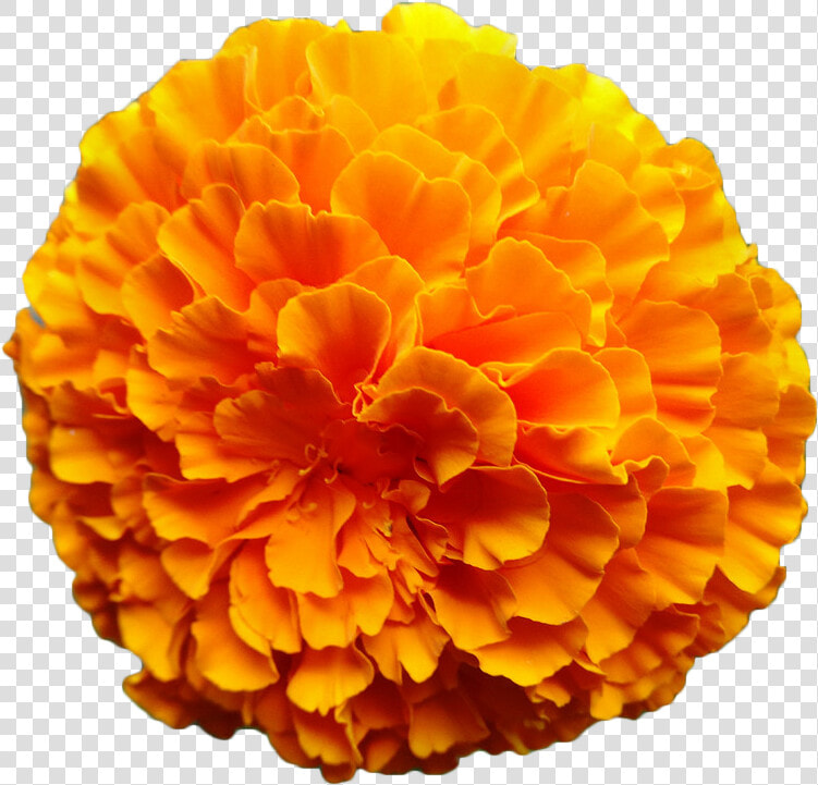 Clip Art Marigold Watercolor   Zendu Flower Toran Png  Transparent PngTransparent PNG