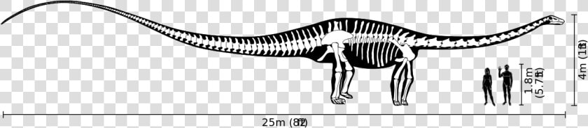 Diplodocus Size  HD Png DownloadTransparent PNG