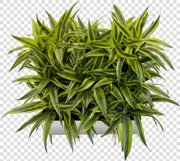 Vertical Garden Png   Plant For Vertical Garden Png  Transparent PngTransparent PNG