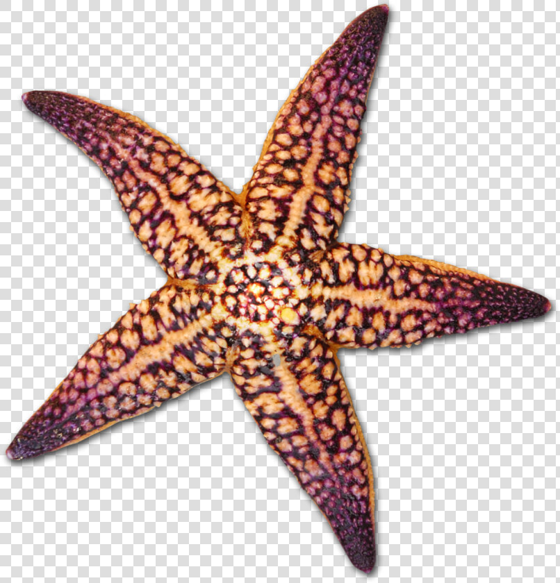 At Getdrawings Com Free For Personal Use Ⓒ   Starfish Sea Shell Transparent Background  HD Png DownloadTransparent PNG