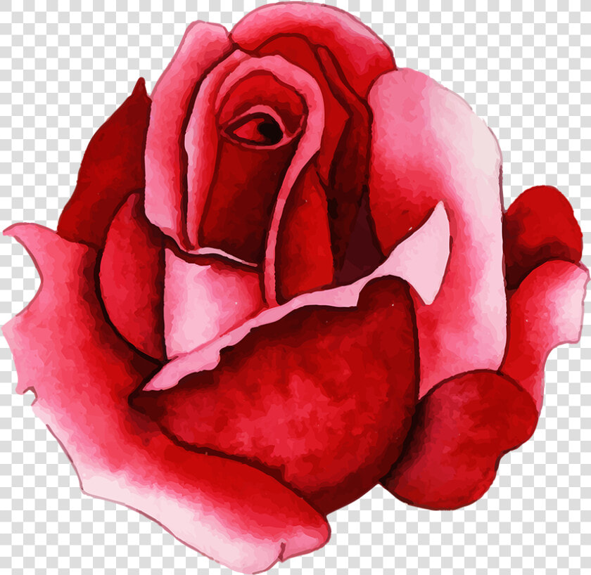 Floribunda  HD Png DownloadTransparent PNG