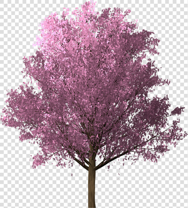 Sakura  Cherry Blossom  Pink  Spring  Tree  Blossom   Arvore Rosa Png  Transparent PngTransparent PNG