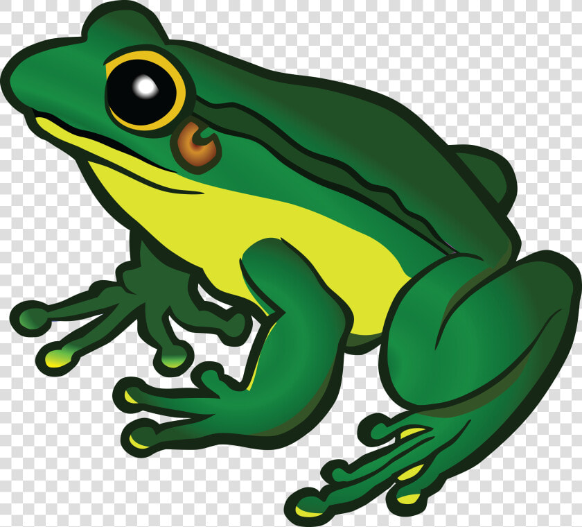 Poison Dart Frog   Clipart Image Of Frog  HD Png DownloadTransparent PNG