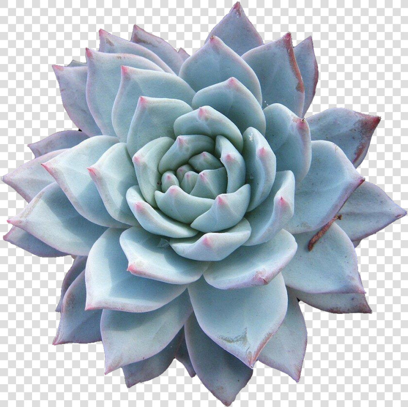 Echeveria Png  Transparent PngTransparent PNG