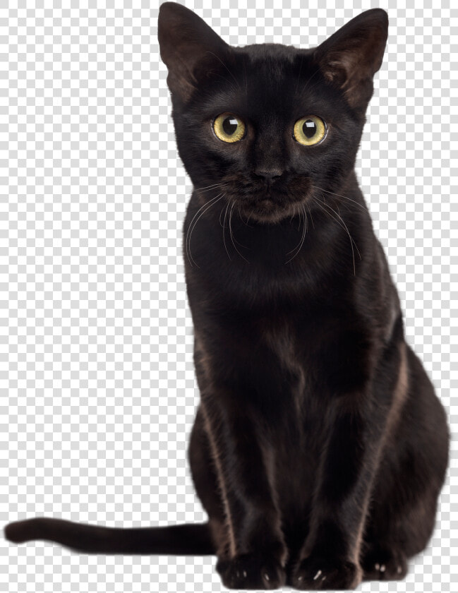 Black Kitten Png   Black Kitten Images Transparent  Png DownloadTransparent PNG