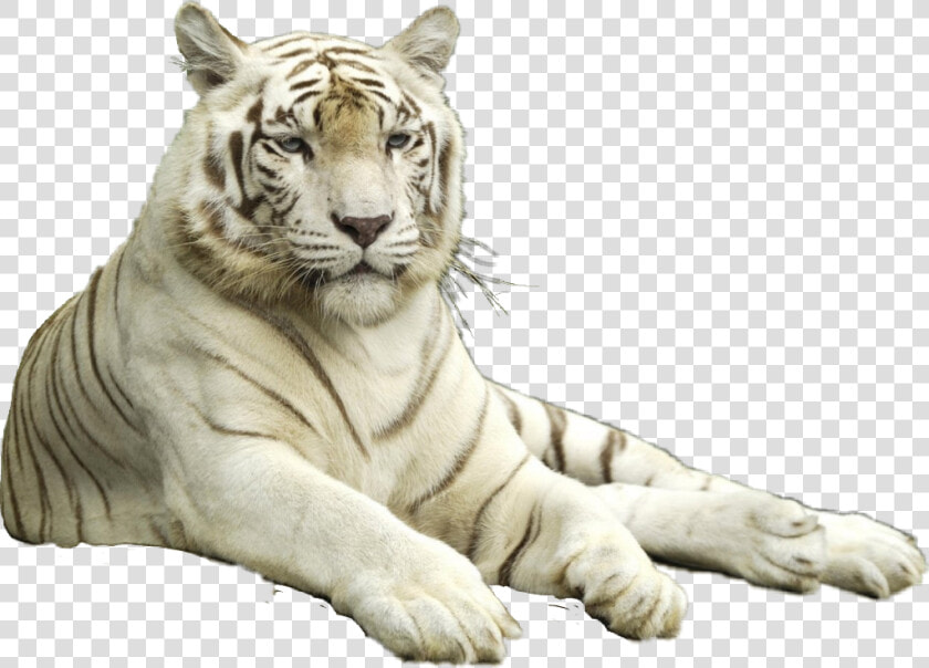  tigre Siberiano  HD Png DownloadTransparent PNG