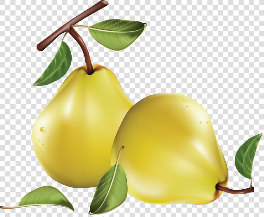 Pear Png Image   Pears Free Clip Art  Transparent PngTransparent PNG