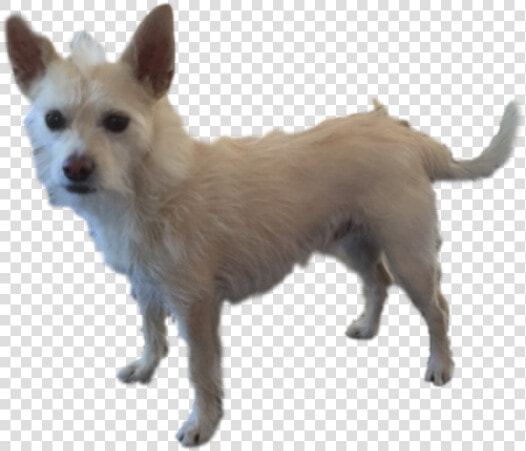 Chihuahua  HD Png DownloadTransparent PNG