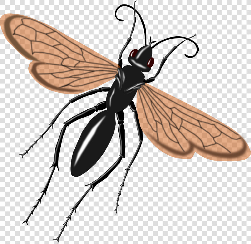 Wasp Clipart Tarantula Hawk   Tarantula Hawk Wasp Drawing  HD Png DownloadTransparent PNG