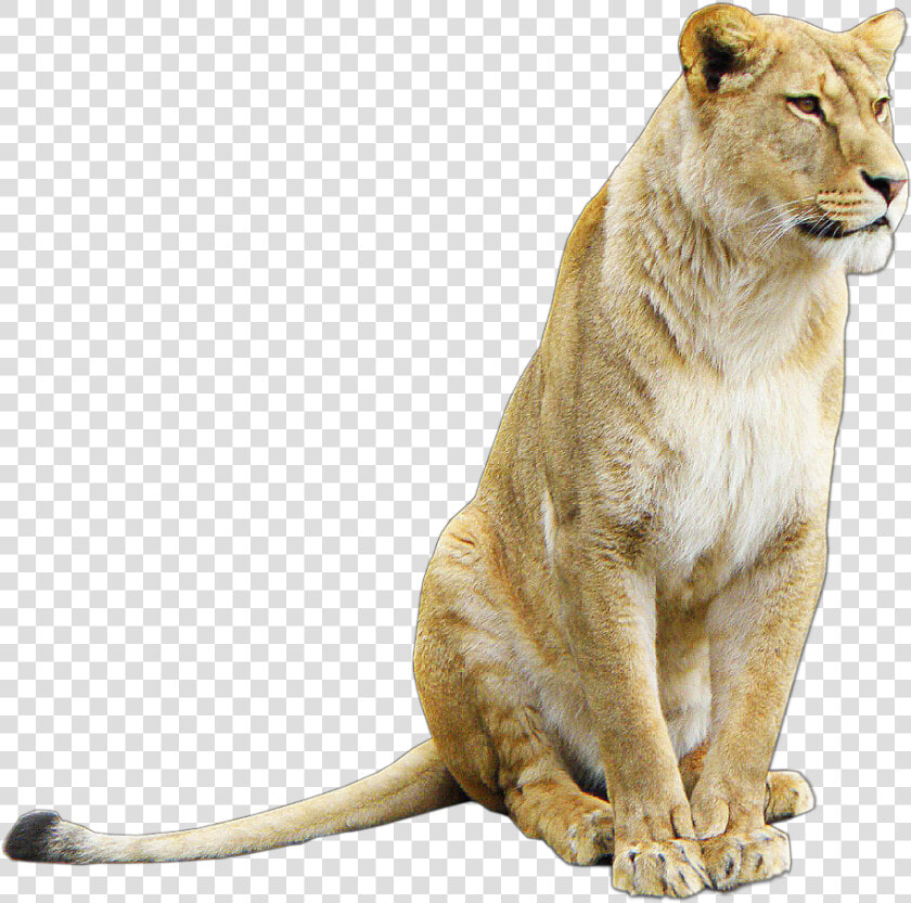 Transparent Lioness Png   Lioness Png  Png DownloadTransparent PNG