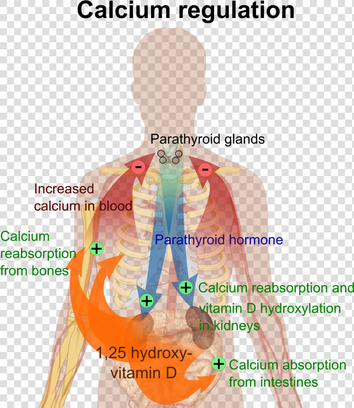 Calcium Regulation   Calcium Does For The Body  HD Png DownloadTransparent PNG