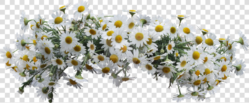  daisies  flowers  crown  wildflowers  flowercrown   Wreath Daisies Png  Transparent PngTransparent PNG