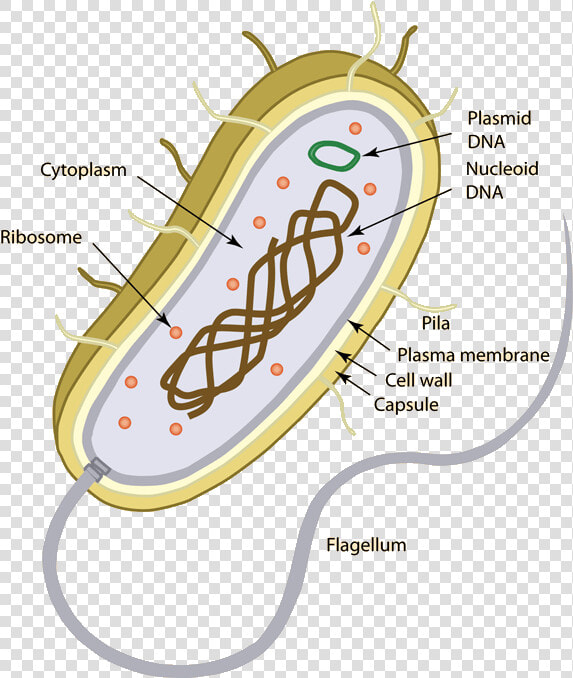 Precambrian Single Celled Organisms  HD Png DownloadTransparent PNG