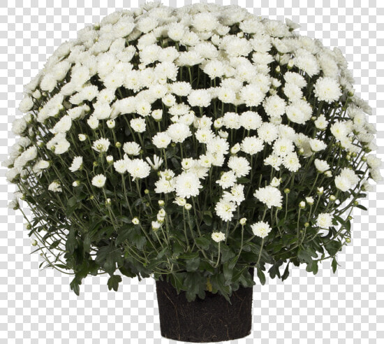 Indian Chrysanthemum   Bouquet  HD Png DownloadTransparent PNG