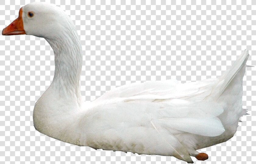 Swan Png Photos Swan With Water Png   Swan  png  Transparent PngTransparent PNG