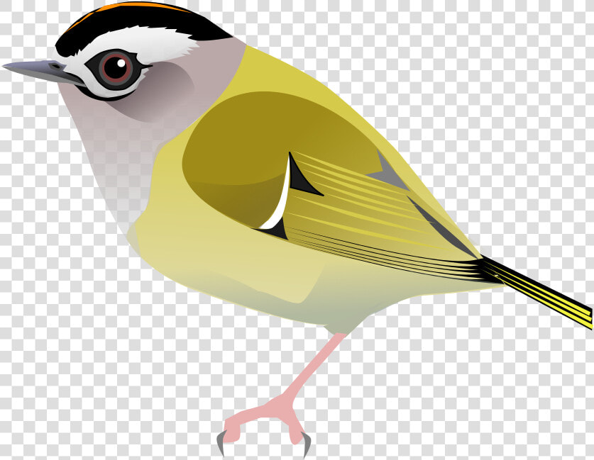 Chickadee Vector Svg   Northern Grey Shrike  HD Png DownloadTransparent PNG