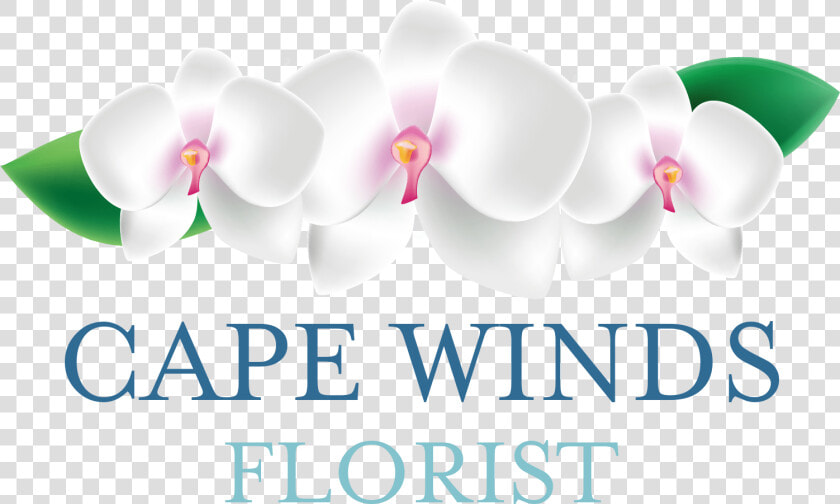 Cape Winds Florist   Moth Orchid  HD Png DownloadTransparent PNG