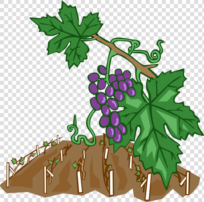 Vector Illustration Of Wine Grape Vines In Vineyard   Weinreben Clipart  HD Png DownloadTransparent PNG