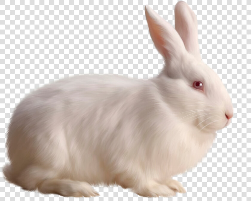 Rabbit Clipart Realistic   Rabbit Png  Transparent PngTransparent PNG