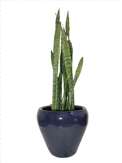 Tipos Plantas Ornamentais Pequena   Flowerpot  HD Png DownloadTransparent PNG